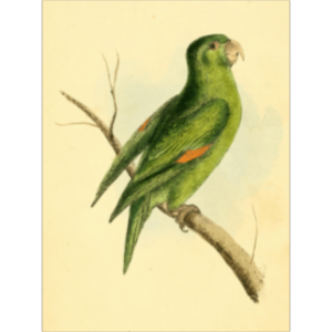 Zoological Illustrations icon