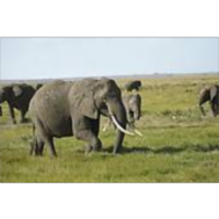 National Animal Identification System (NAIS) icon