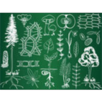 Beginners' Botany icon