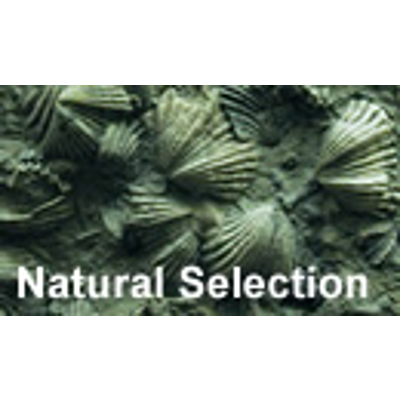 Natural Selection: Monarch/Viceroy Case icon