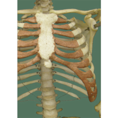 Human Anatomy Learning Modules icon