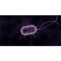 Antibiogram Pattern of Shigella flexneri: Effect of BioField Treatment icon