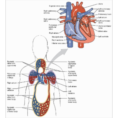 Structural organization of the Human Body icon