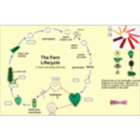 Plant Life Cycles, Photosynthesis, and Other Learning Objects icon