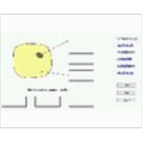 Plant Nutrition Experiment