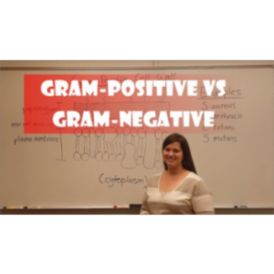 Video: Gram Positive Bacteria vs Gram Negative Bacteria icon