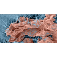 Biofield Energy Healing Based Herbomineral Formulation: An Emerging Frontier in Cosmetic Medicine icon