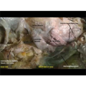 Strap Muscles of Neck - Sanjoy Sanyal