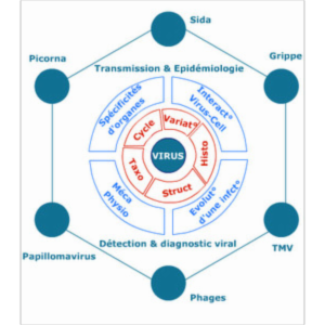 Initiation à la virologie