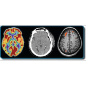 PSY03 - Psychology - Biopsychology