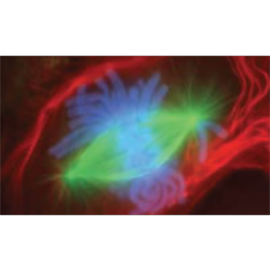 AP03 - Anatomy Physiology - The Cellular Level of Organization icon