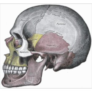 AP07 - Anatomy Physiology - Axial Skeleton