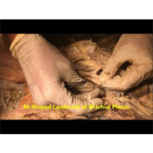 Brachial Plexus Architecture Dissected-Scalene Syndrome - Sanjoy Sanyal icon