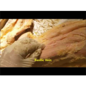 Axillary and Brachial Vessels Dissected Course - Sanjoy Sanyal icon