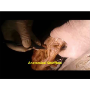 Forearm Flexor Dissection Composite Video-ClinicoSurgical Correlations - Sanjoy Sanyal icon