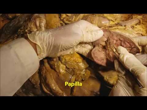 Kidney-Ureter-Suprarenal Gland Surgical Dissection - Sanjoy Sanyal icon