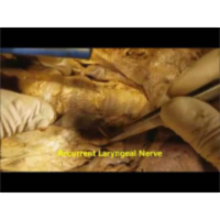 Larynx-Trachea-Thyroid-Recurrent Laryngeal-Tracheostomy Surgical Demonstration - Sanjoy Sanyal icon