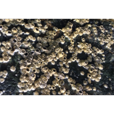 An active-learning lesson that targets student understanding of population growth in ecology | CourseSource icon