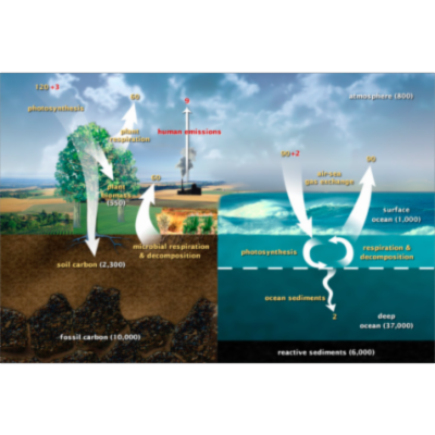 Promoting Climate Change Literacy for Non-majors: Implementation of an atmospheric carbon dioxide modeling activity as an inquiry-based classroom activity | CourseSource icon