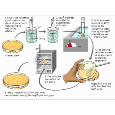 Pearson - The Biology Place icon