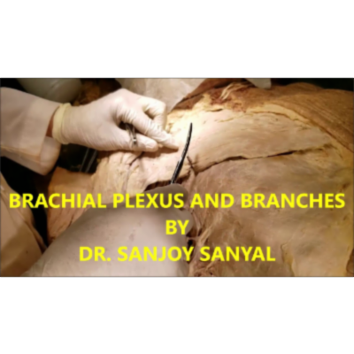 Brachial Plexus and Branches HD Demonstration in Axilla – Sanjoy Sanyal