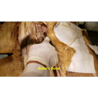 Medial Thigh Muscles – Hip Adductors HD Video – Sanjoy Sanyal icon