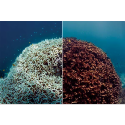 Diversity in Tropical Rain Forests and Coral Reefs