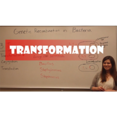 Bacterial Transformation (Video) icon
