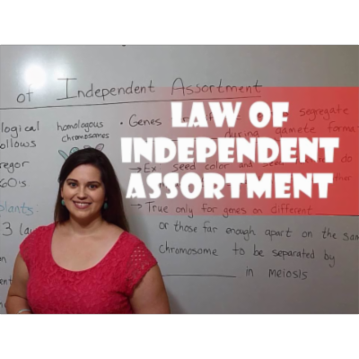 Mendel's Law of Independent Assortment icon