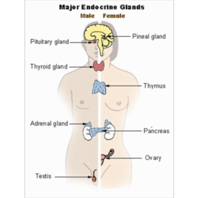 Anatomy of the Endocrine System icon