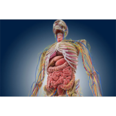 An Online Examination of Human Anatomy and Physiology icon