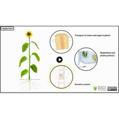 Animation - Transport of water and sugar in plants icon