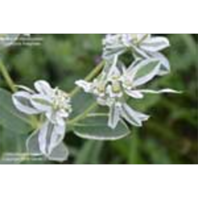 Wildflowers of the United States icon