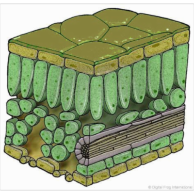 Plant Physiology Overview icon