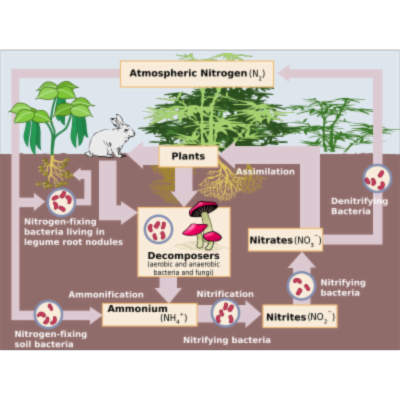 Simplified Nitrogen Cycle icon