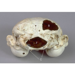 Will's Skull Page icon