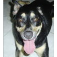 Introduction to Research Methods in Political Science: icon