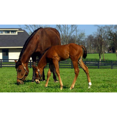 Cost Saving Tips for Equine Operations icon