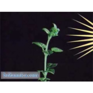 Phototropic Response