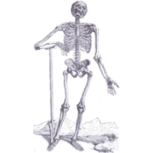 Wheeless' Textbook of Orthopaedics icon