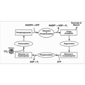 Activity Sheet for Dark Reactions of Photosynthesis