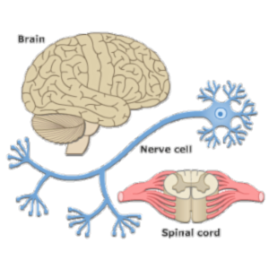Activity Sheet for Nervous System icon
