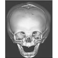 Sectional Anatomy - Labeling Exercises of the Cranium and Facial Structures icon