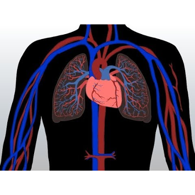 Blood Flow Through The Body (Composition and Functions of the Blood) Animated Rap Song icon
