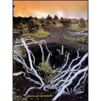 גשם חומצי? לא בישראל