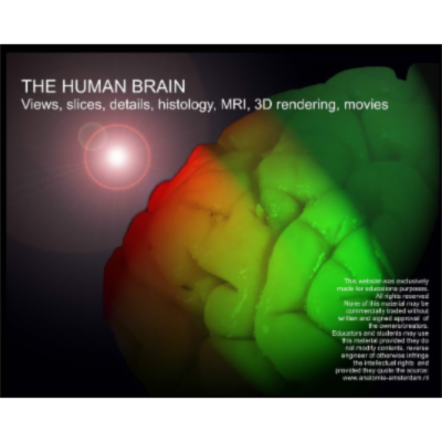 The Human Brain icon