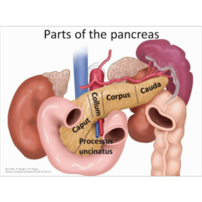 Project Open Anatomy Learning Materials