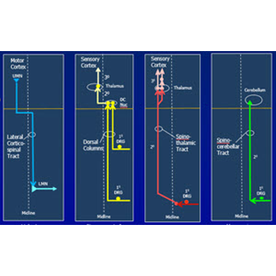 Schematic Diagram of Motor and Sensory Tracts icon