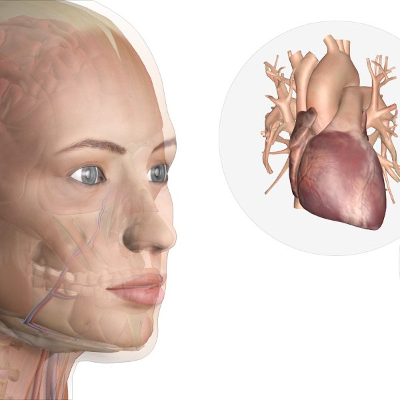 Explore Human Anatomy, Physiology, and Genetics | Innerbody