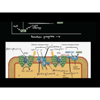 Light dependent reactions actors icon